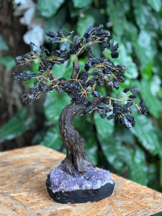 Árbol Turmalina Negra Bonsai gigante