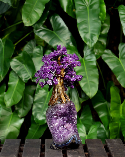 Árbol Bonsái de Amatista – Base de Drusa