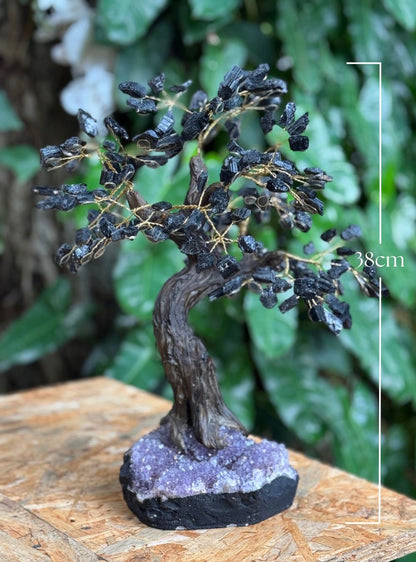 Árbol Turmalina Negra Bonsai gigante